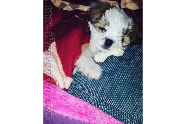 Atatürk Mah. köpek ilanı ver