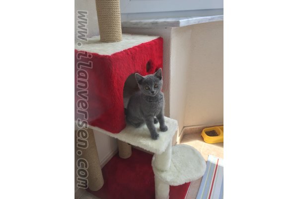 British shorthair ilanları
