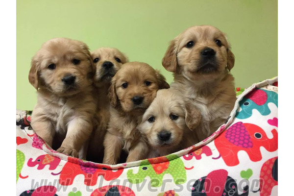 Golden retriever yaş 0-3 Aylık