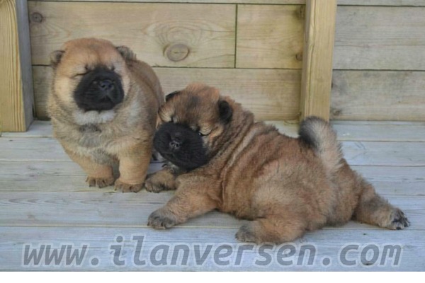 Chow Chow köpek Bozkurt
