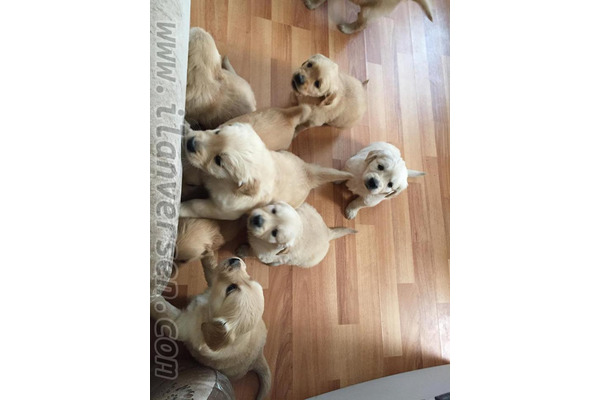 yaş 0-3 Aylık köpek Gürpınar Mah.