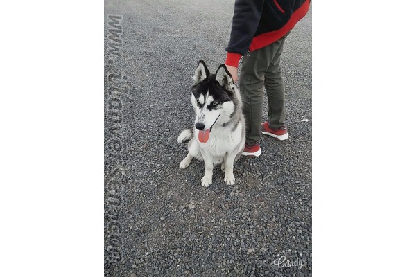 Husky Yeşiltepe Mah.