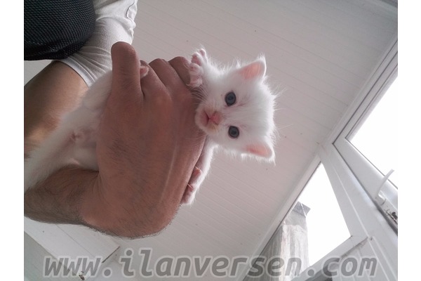 Bağlar Mah. kedi ilanları