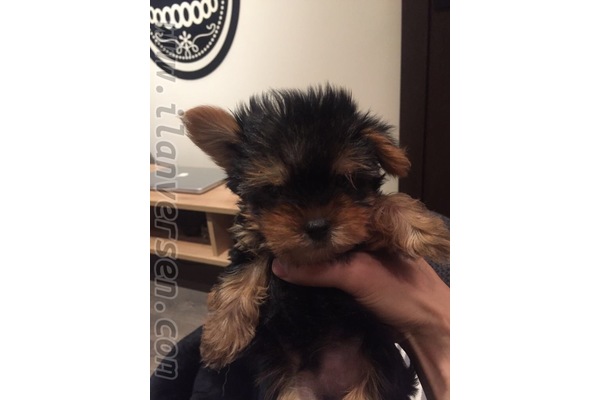 Yorkshire terrier köpek Beyoğlu