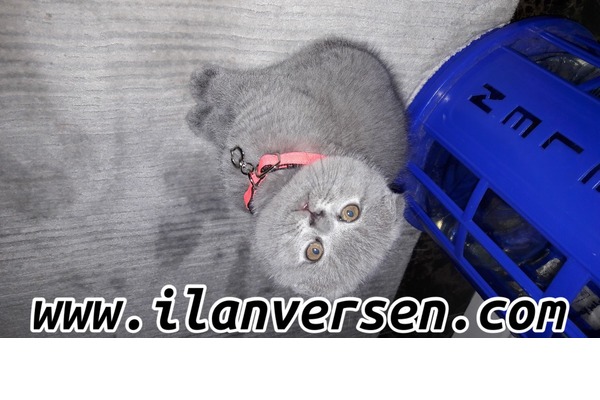 Scottish fold Sahibinden 1200 TL