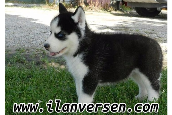 köpek ilanlari Çamlı Köyü
