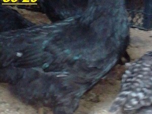 bursa süs tavukları Tutlu Köyü hayvanlar fiyatları