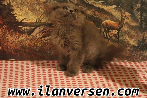 Scottish fold Dişi ve Erkek Adnan Kahveci Mah.
