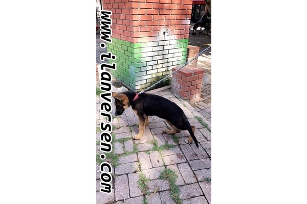 Alman çoban kurdu Toros Mah.