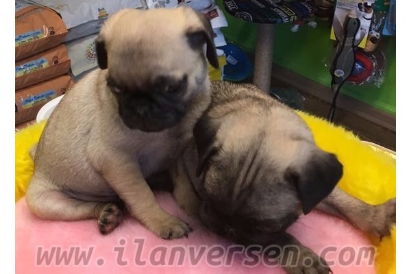 köpek Pug fiyatları