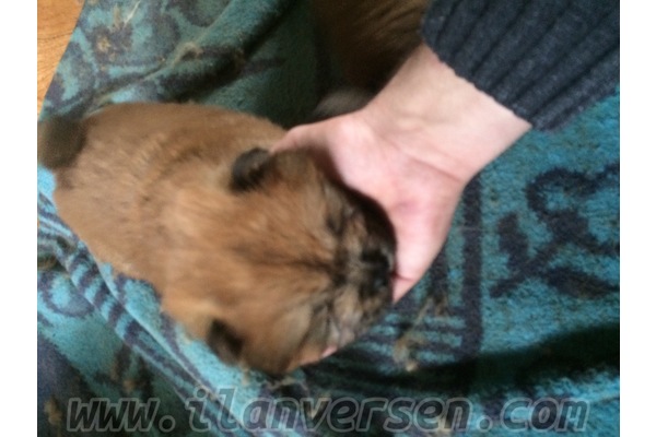 Chow Chow Sahibinden 1500 TL