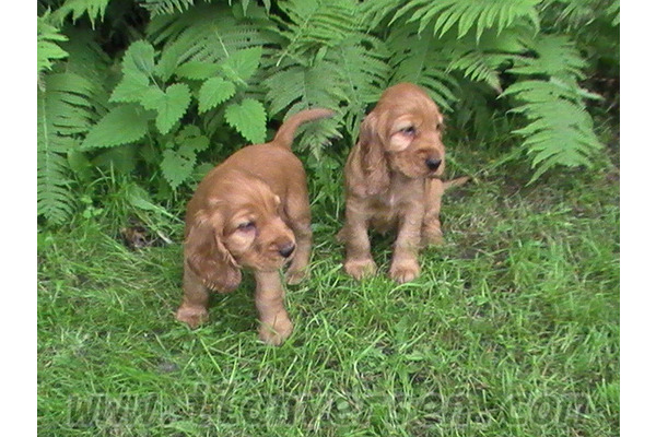 American coccer Dişi köpek