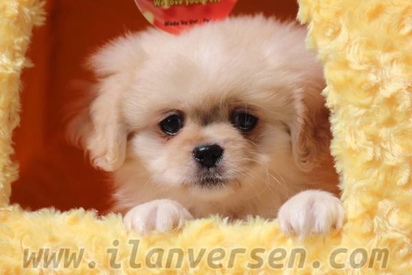Rasimpaşa Mah. köpek ilanları
