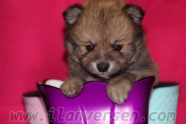Pomeranian köpek Kadıköy