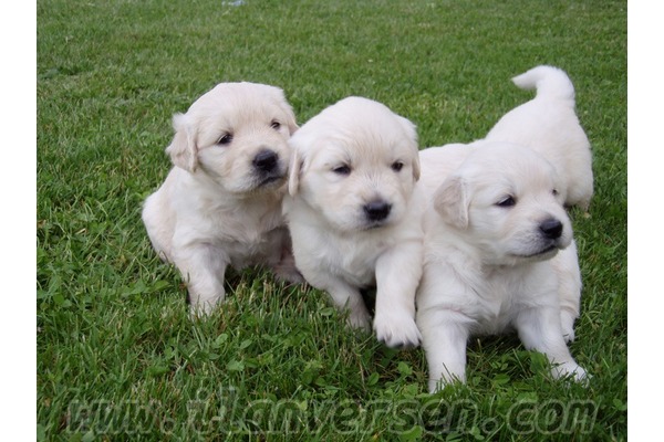 köpek Golden retriever fiyatları