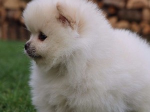  Pomeranian Boo