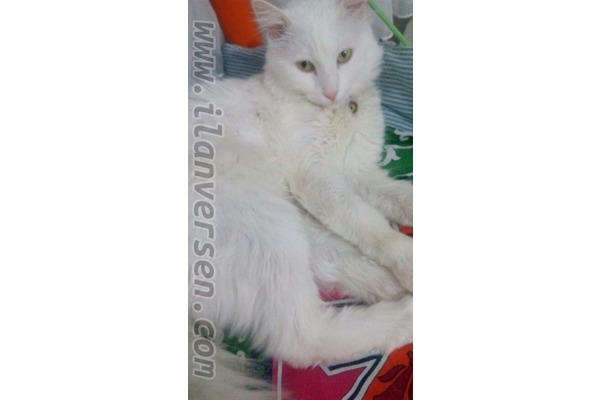 kedi Ankara fiyatları