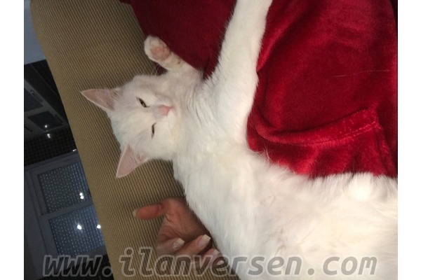 kedi ilanlari Hurma Mah.
