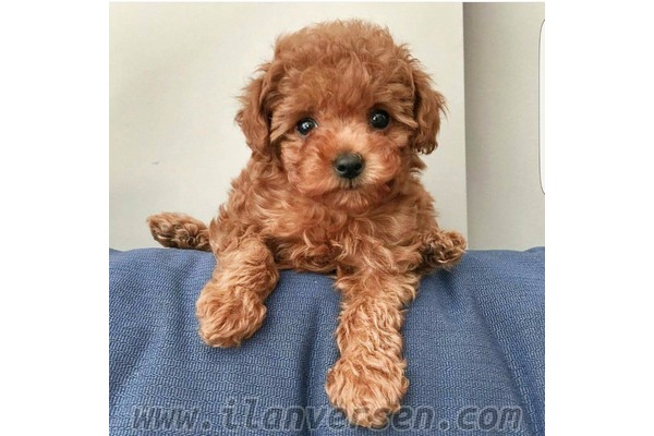 Çengelköy Mah. Poodle ilanları