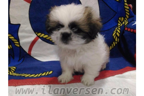 Shih-Tzu Çengelköy Mah.