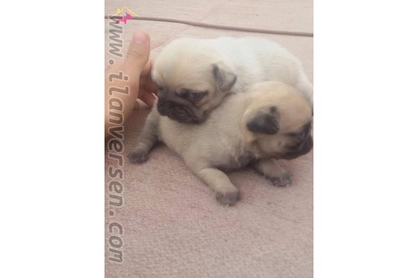 Pug Erkek Ergene Mah.