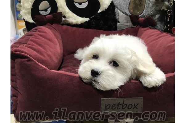 Maltese terrier Çengelköy Mah.