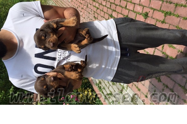 Yanık Köyü köpek fiyatları