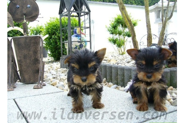 köpek Yorkshire terrier fiyatları