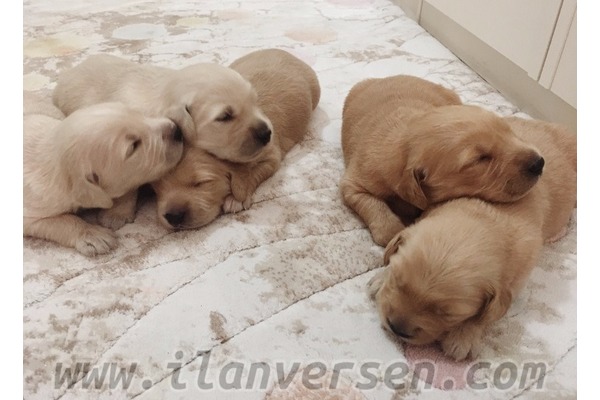 Golden retriever yaş 0-3 Aylık