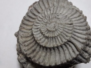 salyangoz fosili Bahçelievler Mah. hayvanlar ilanı