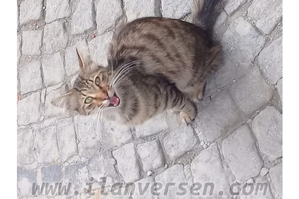 Harbiye Mah. hayvanlar ilanları