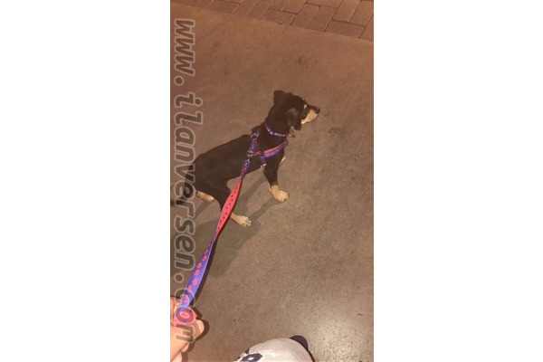 Dişi köpek Alsancak Mah.