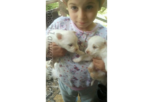 Diğer köpek ırkı Aileye uygun