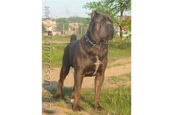 Cane corsa yaş 0-3 Aylık Altıntaş Mah.