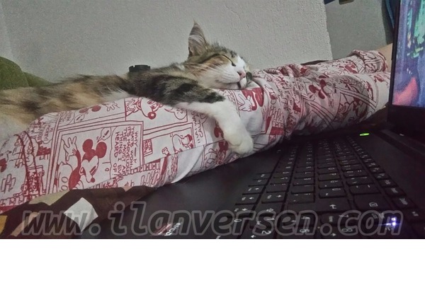 kedi Tekir fiyatları