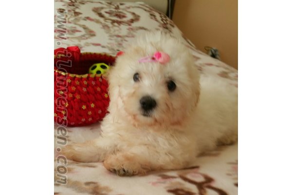 Malta terrier Sahibinden 1300 TL