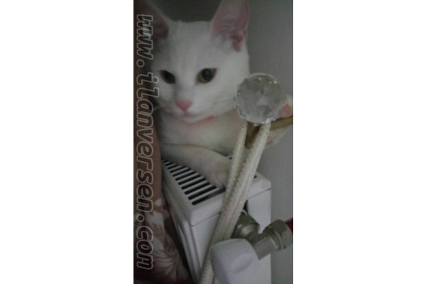 Gençosman Mah. kedi ilanı