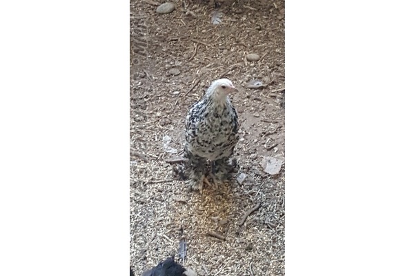 Uludam Köyü hayvanlar ilanı