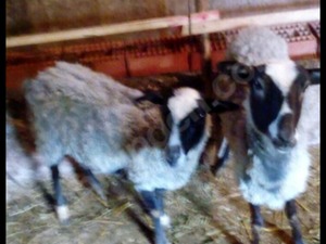 romanov koyunları Selçuklu Mah. hayvanlar ilanı