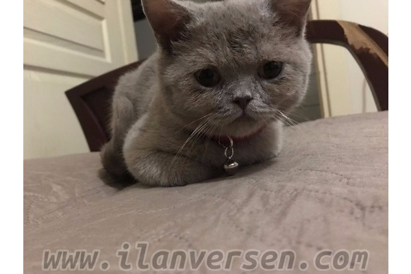 British shorthair kedi Esenler