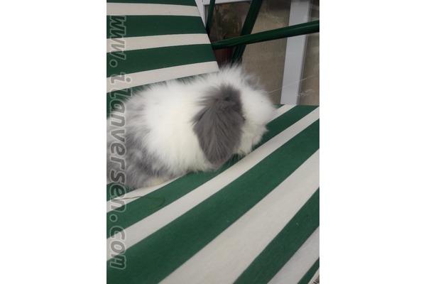 Lop ilanları