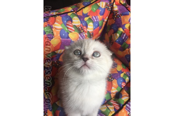 Marmara Mah. kedi ilanı