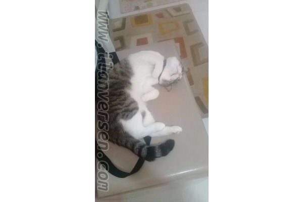 kedi ilanlari Alibeyköy Mah.