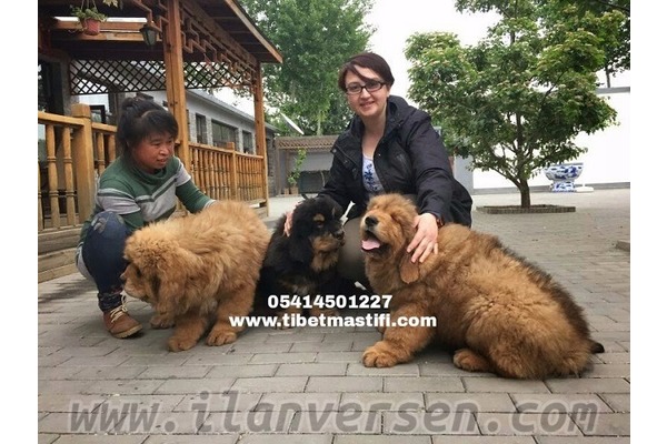 Altınşehir Mah. köpek ilanı