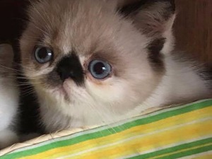 minik kediler Egzotic shorthair Dişi kedi