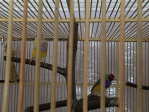  Finch kuşu fiyatları Yenimahalle