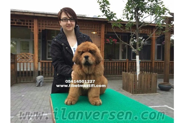köpek ilanlari Altınşehir Mah.