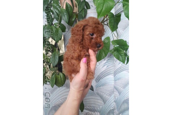 köpek ilanlari Çengelköy Mah.
