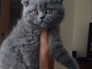  Scottish fold kedi Bakırköy
