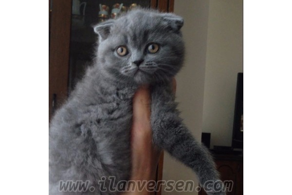Scottish fold kedi Bakırköy